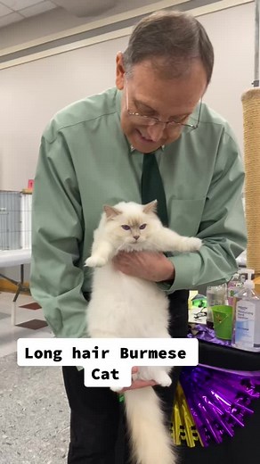 Long-Haired Burmese Cat