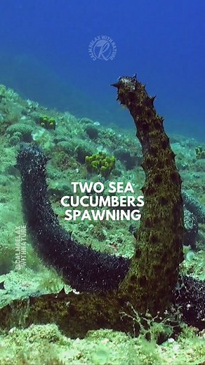 When cucumbers get romantic 😍🐚 Two sea cucumbers begin spawning—a gentle release of eggs and sperm into the water. This process, called spawning, allows fertilization to happen outside their bodies. Soon, tiny larvae will hatch and drift, starting a new life in the ocean’s vast cradle, joining the endless cycle of reef renewal and growth. #calmrelaxwithnature #seacucumbers #spawning #underwaterworld #reels | Calm Relax with Nature