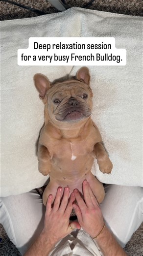 Sergey Astafyev (Lone Star Dog Training and Care) on Instagram: "I found the best training session for a French Bulldog: deep relaxation 😌🐶 I think your bulldog would love it❤️🐾 #frenchie #training #usa #texas #frenchbulldog #relax #dogtrainer #puppy #sergeyastafyev #dog #pet"