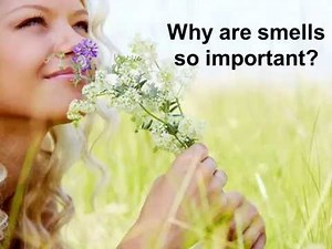 Amrita Aromatherapy - An Introduction and How To Use Essential Oils