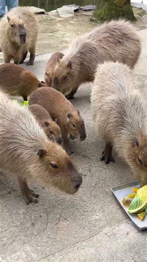 Japan Zoo! Inside the World's Most Interactive Park Feeding 2000 Animals