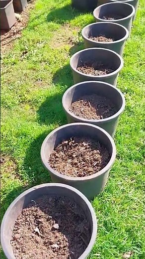 The PERFECT Tomato Setup 🍅 String Trellis in Large Pots! EP428