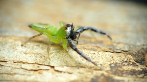 907K views · 8.2K reactions | Watch: Northern green jumping spiders have eyes—quite literally—on the back of their heads. | National Geographic | Facebook