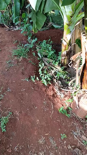 The Benefits of Azolla in Livestock Farming