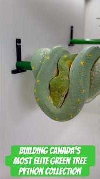 What a high-end green tree python program actually looks like - from neos to adults and in between!