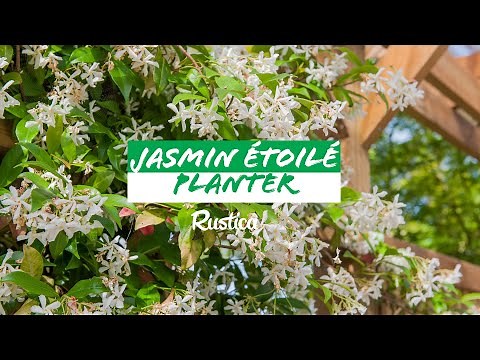 Comment planter et palisser un jasmin étoilé ⭐