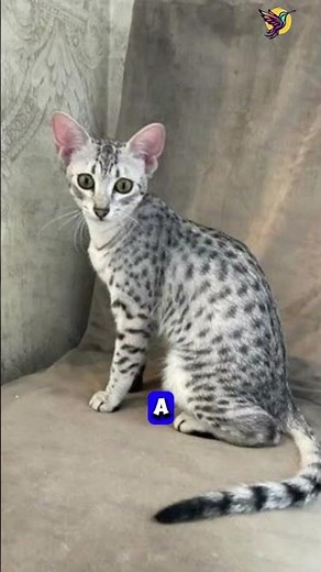 What is special about Egyptian Mau? #catbreeds