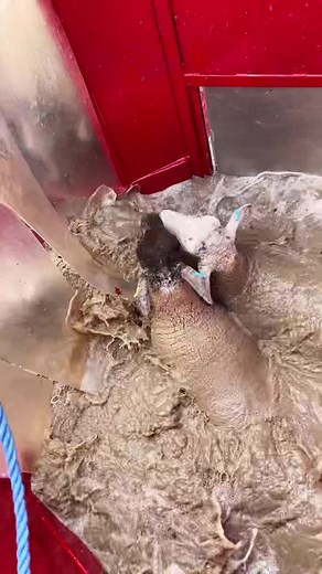 Well snazzy this #lifeinthedoglane #ukfarming #sheep #foryou #NatWestWhatYouWaitingFor #fyp