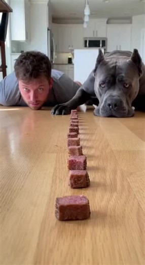 Cane Corso vs Human: Hilarious Food Challenge