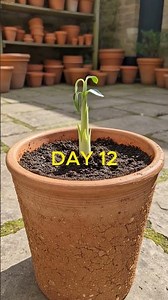 Rue Flower Bloom Timelapse | Relaxing Yellow Wildflower Growth 🌿✨ #natureshorts #youtubeshorts