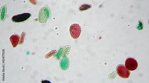Pollen germination whole mount microscopic image filmed with 200 times magnification on bright field. Closeup lab footage of flora spores. Pollination and reproduction of plants. Microbiology concept