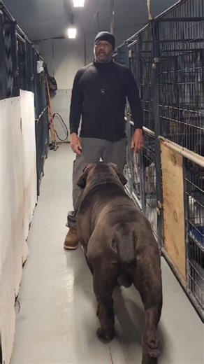 Jason Drummer on Instagram: "DON'T TELL US HOW TO RUN OUR PROGRAM, THEN CRITICIZE US IN 2026!!! BAYOU BRED BOERBOEL STRONG!!! Watch full vid on YT 🎥 (LINK IN BIO)For information or reservations follow, DM or feel free to contact us at 337-592-2821 #love #boerboel #boerboelsofinstagram #beautiful #happy #trending #viral #reels #chicago"