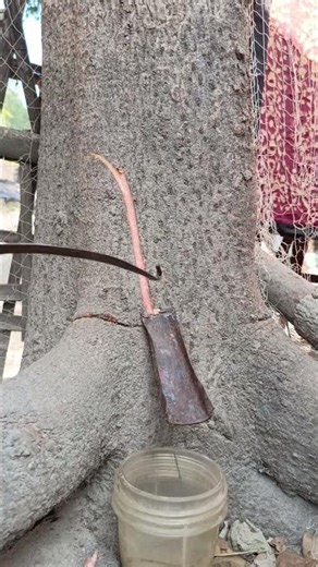 Method of sap extraction from cashew tree #youtubeshorts #viralvideo