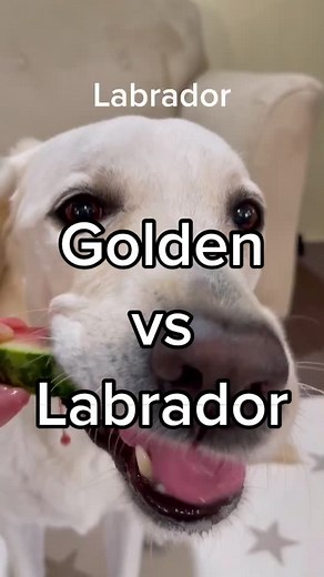 Golden Retriever vs Labrador Comparison