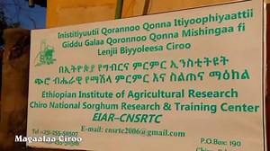 Magaalaa #Ciroo | Oromia Communication Bureau