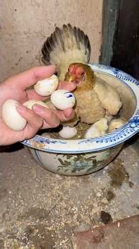 CHECKING Bantam Chicken Eggs with a BRIGHT FLASHLIGHT & Rotten Eggs are BAIT FOR CATFISH😢#datbird...