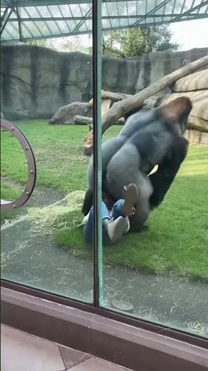 A woman challenges a gorilla to tug-of-war, and the ending shocks everyone