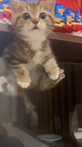 13K views · 871 reactions | meow#cat #kitten #cutekitten #catsfamily #meow | Sweet Meows | Facebook