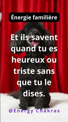 Communication animale #bienêtreanimal #animalintelligence #communicationanimale