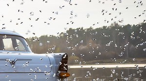 Why Bees Swarm Cars in Spring and How to Keep Them Out [Best Tip]