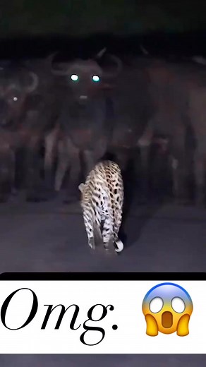 Wait for end 😭 #reels #viral #Amazing #photography #reel | Cat Lover