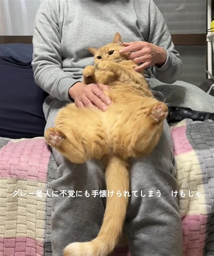 TikTokでodekake_kizikoさんをチェック！