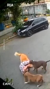 457K views · 5.1K reactions | Paseaba a su perro, cuando dos pitbull aparecieron repentinamente y comenzaron a atacar a su can. La mujer actuó por instinto, y lo dio todo con tal de salvar a su perro. Incluso si su propia vida estaba en juego… | Upsocl Verde | Facebook