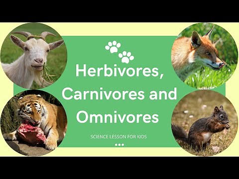 Herbivores, Carnivores and Omnivores | What Animals Eat | Types of Animals | Science Lesson for Kids