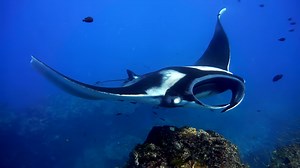 The insane biology of a giant manta ray
