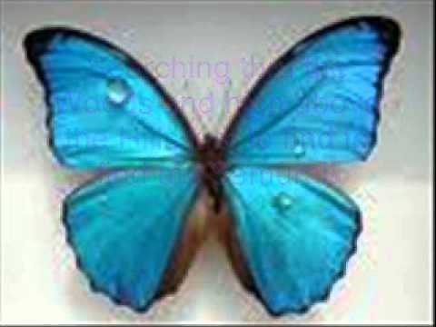 Ay ay ay, im your little Butterfly by Smile (Lyrics) (Nostalgia)