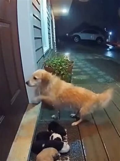 Door cam capturrs dog crying saving her puppies #motherdog #puppies #dogrescue #saddog #fy