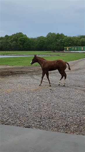 This colt will be so missed at the futurities this fall. I took this video in April. He was amazing! It was a devastating loss when he was put down 😢 | Dawn Kellogg
