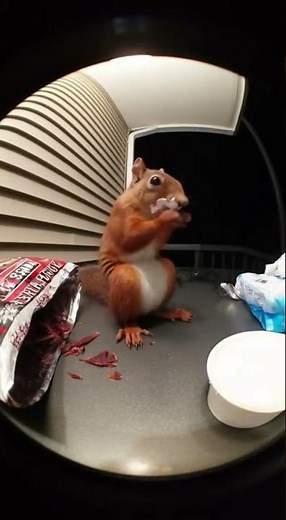 Squirrel Tries Atomic Fireball Candy… Total Tongue Meltdown! 🐿️🔥🥛 #squirrelvideo #shorts