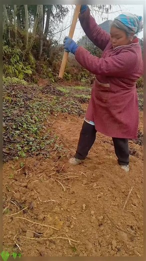 Effective Soil Tilling Techniques for Home Farmers