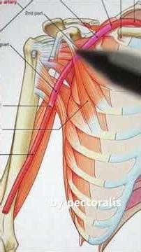 Don’t get "axed" by your anatomy exam—master the axillary artery today! 🪓🩸