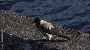 The hooded crow (Corvus cornix) view in a close-up in an urban environment. These wild birds are also known as grey crows. It is an ashy grey bird with black feathers, as well as a black bill.