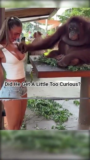 Orangutan Gets Curious Mid Photo 😳😅 Olivia Bailey