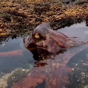 7.6K views · 198 reactions | Octopus taking a bath  Video by @snorkeldownunder #australia #octopus #animals Reposted from @fathomlesslife | The Wonders Of The Natural World | Facebook