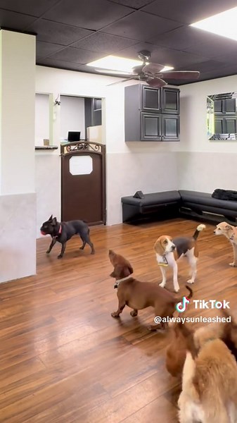 Always Unleashed on TikTok