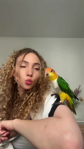 #caique #funny #parrot
