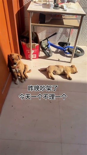 Daily Dog Life: Cutest Local Pup Chronicles