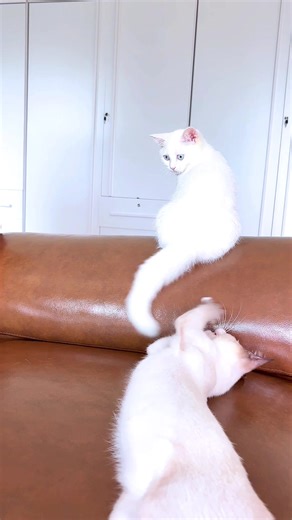 พี่นุก Pnook บน TikTok