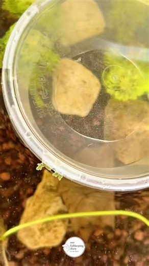 quiet morning | ashfall on our fish tanks