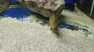 Tropheus moorii Ilangi F1 HD #tropheus #tanganyika #cichlid #africancichlid #ilangi #moorii #Tomsaquaticchannel | Tom's aquatic channel