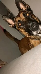 En direct ce matin 🤭🐾 — le Malinois en mode protection, entre sérieux et gros fou rire garanti 😂🔥 #DogPrank #MalinoisPower #ProtectionMode #ViralVideo #SarahYaffa | Sarah Yaffa