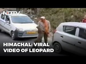 Viral Video Of Leopard 'Playing' With People Raises Concerns