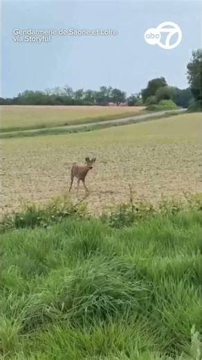 Police Share Footage of 'Drunk' Deer While Warning Rural Drivers