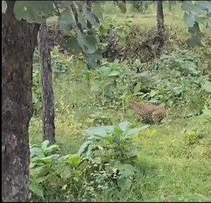 Tiger attacks a leopard #tiger #travel #leopard #instagram #fyp #trending | Ranthambhorewildlife