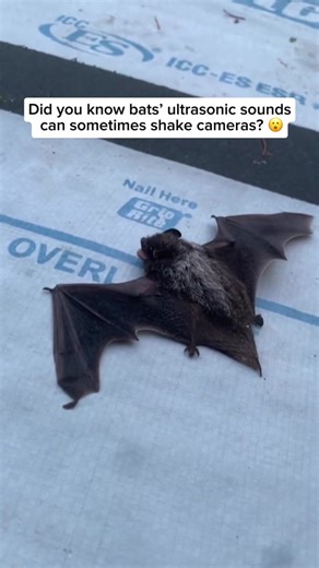 How Ultrasonic Waves Produced by Bats Can Disrupt Camera Autofocus