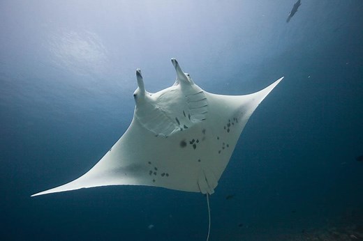 Spotted Eagle and Manta Rays